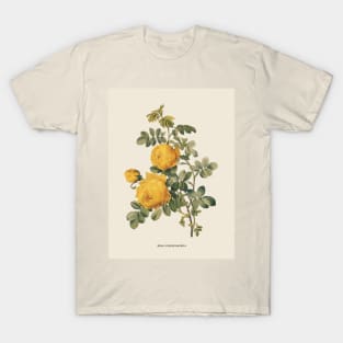 Yellow Rose Antique Botanical Illustration T-Shirt